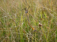Ischnotoma rubriventris