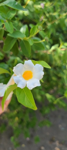 Image of Amphilophium lactiflorum by (c) ritirene, some rights reserved (CC BY)
