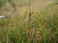 Ischnotoma rubriventris