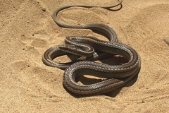 Pseudalsophis dorsalis