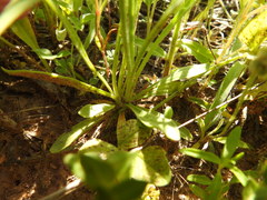 Plantago wrightiana