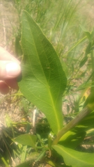 Rudbeckia texana