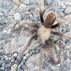 Aphonopelma johnnycashi