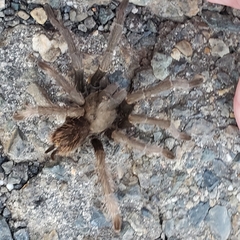 Aphonopelma johnnycashi