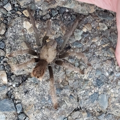 Aphonopelma johnnycashi