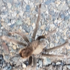 Aphonopelma johnnycashi