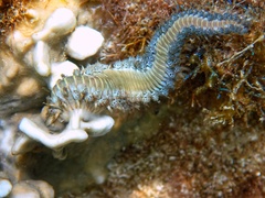 Hermodice carunculata