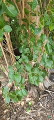 Pisonia subcordata