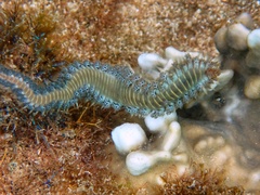Hermodice carunculata