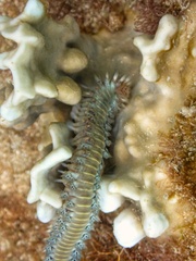Hermodice carunculata