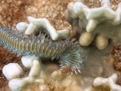 Hermodice carunculata