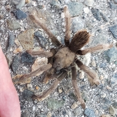 Aphonopelma johnnycashi