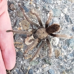 Aphonopelma johnnycashi