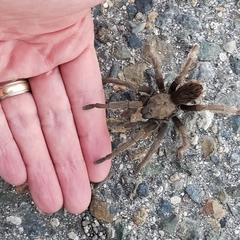 Aphonopelma johnnycashi