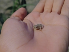 Anaxyrus debilis