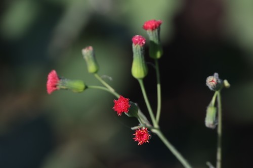 Red Tasselflower