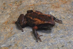 Pristimantis buckleyi