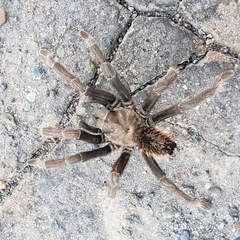 Aphonopelma johnnycashi