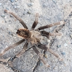 Aphonopelma johnnycashi