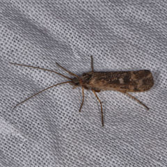 Limnephilus submonilifer