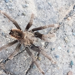 Aphonopelma johnnycashi