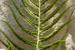 Pelazoneuron puberulum sonorense