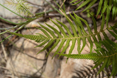 Pelazoneuron puberulum sonorense