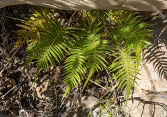 Pelazoneuron puberulum sonorense