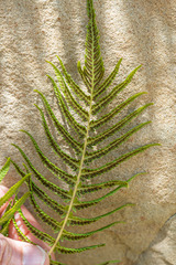 Pelazoneuron puberulum sonorense