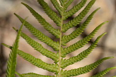 Pelazoneuron puberulum sonorense