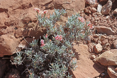 Eriogonum bicolor