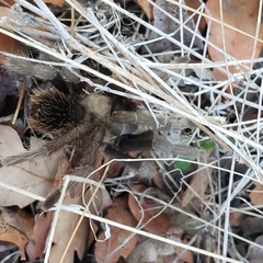Aphonopelma johnnycashi
