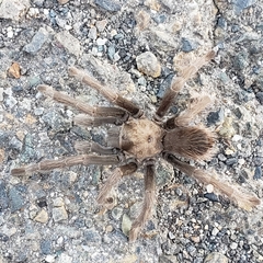 Aphonopelma johnnycashi