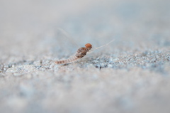 Baetis intercalaris