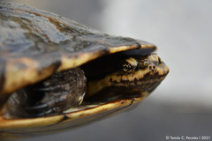 Argentine Snake-Necked Turtle photo 2