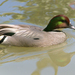 Falcated Duck - Photo (c) Valerie, some rights reserved (CC BY-NC-ND)