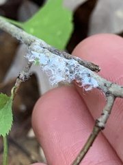 Dysaphis crataegi