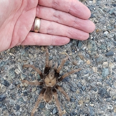 Aphonopelma johnnycashi