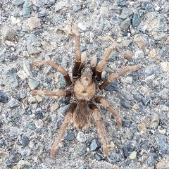 Aphonopelma johnnycashi