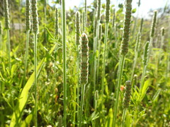 Plantago wrightiana