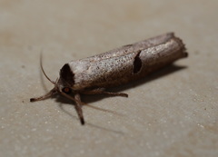 Pilostibes stigmatias