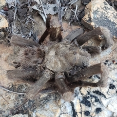 Aphonopelma johnnycashi