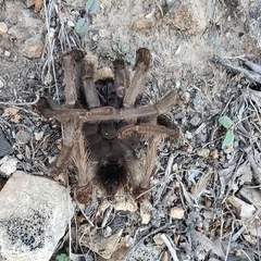 Aphonopelma johnnycashi