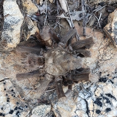 Aphonopelma johnnycashi
