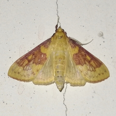 Polygrammodes ponderalis
