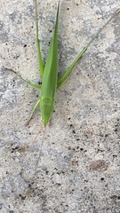 Euconocephalus varius