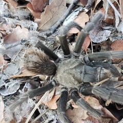Aphonopelma johnnycashi