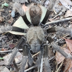 Aphonopelma johnnycashi