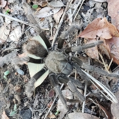 Aphonopelma johnnycashi