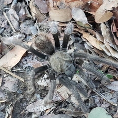 Aphonopelma johnnycashi
